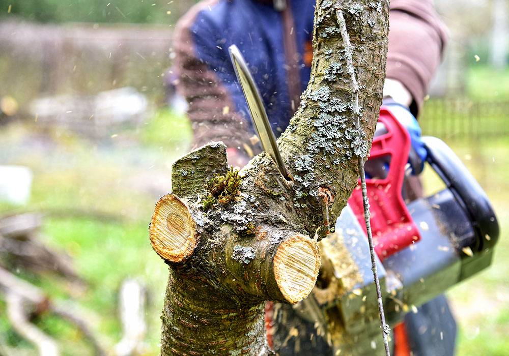 LAGUEUR-À-RIVES professionnel